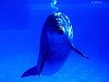 miniatura_Bright_Idea_Bottlenose_Dolphin copia